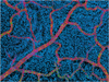 Vasculature 2