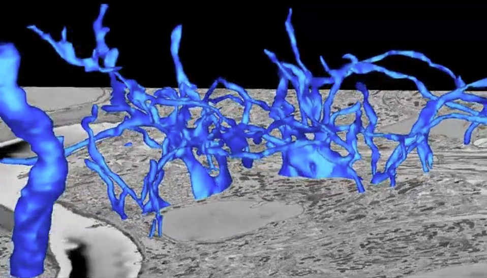 Neural Circuit Development